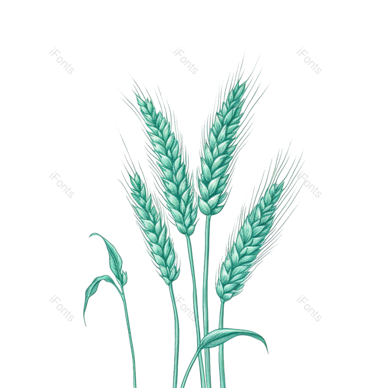 小满图片,麦子元素,丰收PNG,麦田免抠素材